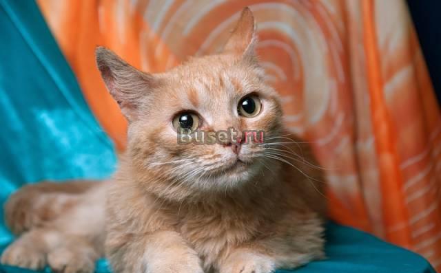 Персиковый котик Фантик  (2 г.) в добрые руки Москва