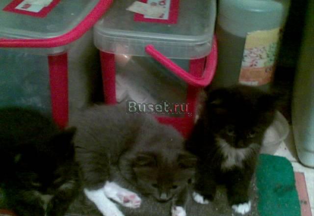 Отдам котят в хорошие руки Москва