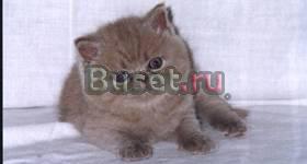 Британских котят на выставке продаю Москва