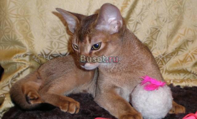 Xxx Абиссинские котята от 13 000  xxx Москва