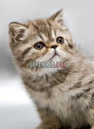 Продаётся мальчик экзотик Санкт-Петербург