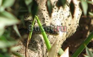 Отдых в Сочи (п. Лоо) Черное море Саратов