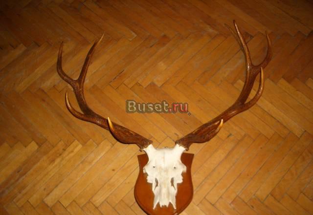 Рога оленя Москва