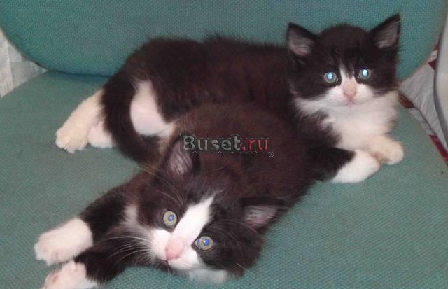 Отдам в добрые руки котят, оба мальчики Москва