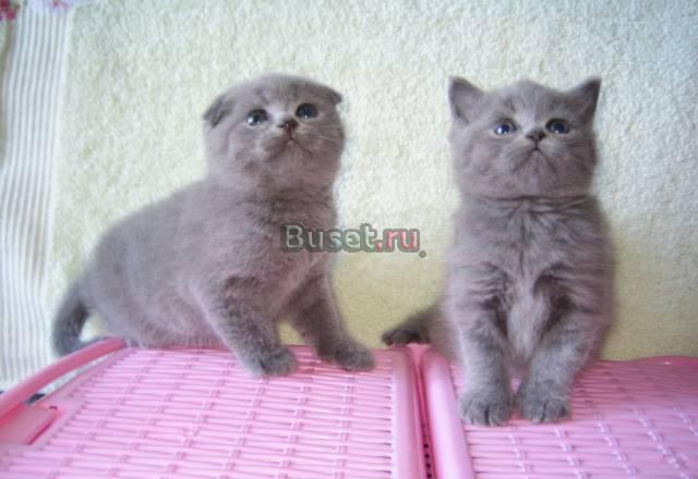 Британские котята и шотландская вислоухая, окрас Москва