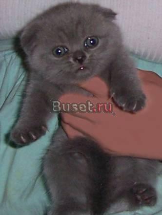 Выставка и продажа котят Москва