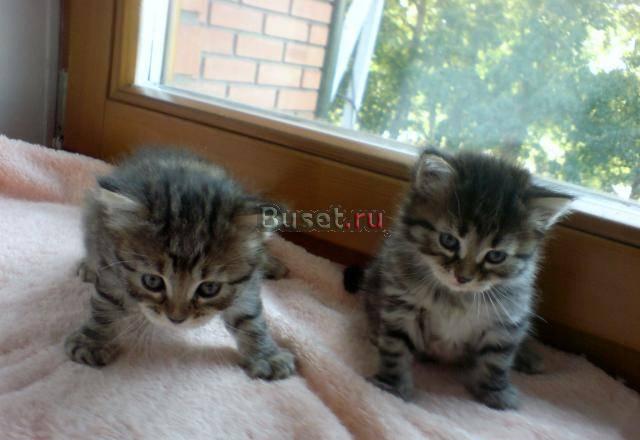 Котята Новосибирск