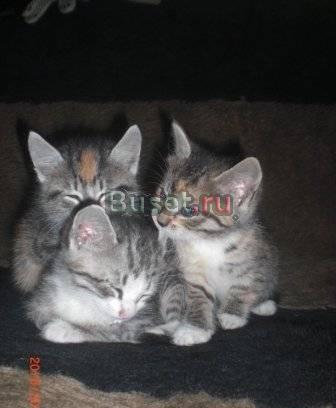 Котята Санкт-Петербург