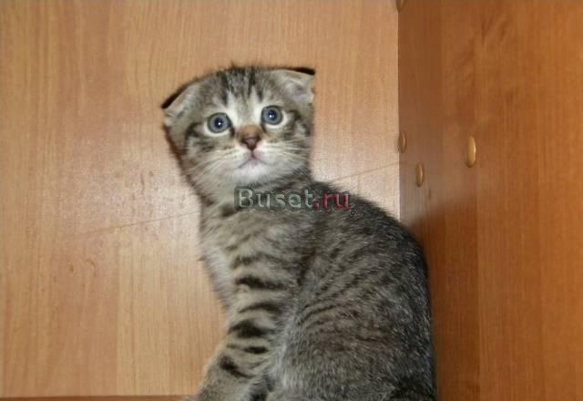 Шотландский вислоухий котик Москва