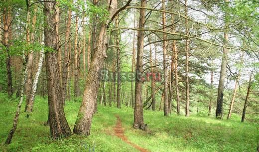 Земельный участок 10 соток Москва