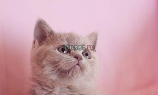 Клубная кошечка Скоттиш Страйт Москва