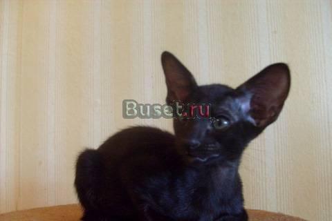 Оориентальный котик Санкт-Петербург