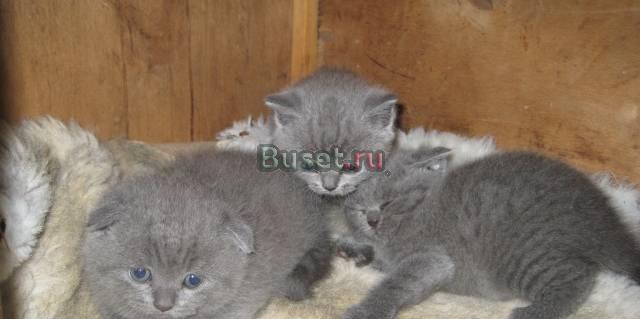 Шотландские вислоухие и британские котята Шахты