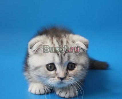 Шотландские вислоухие мраморные котята Москва