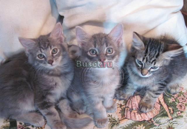 Котята Санкт-Петербург