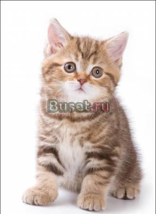 Британские плюшевые котята для Вас Москва