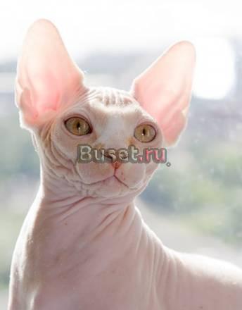 Канадские сфинксы, котята 5 мес. из "селенасфинкс" Москва