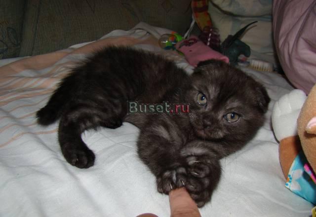 Шотландский вислоухий котик Санкт-Петербург