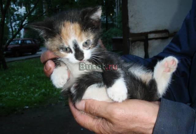 Отдам необычного котёнка Санкт-Петербург