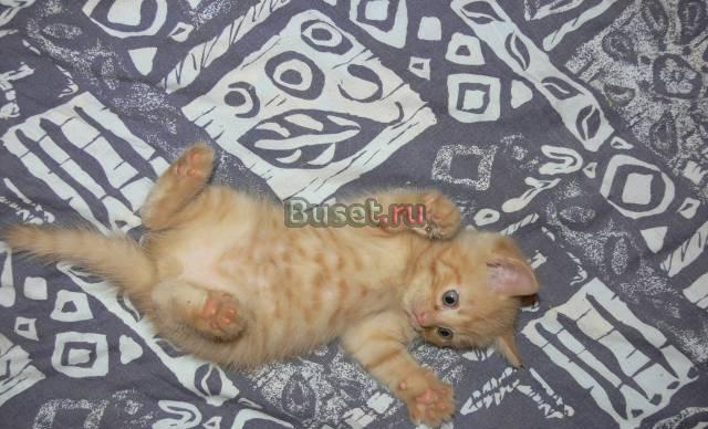 Котята Челябинск