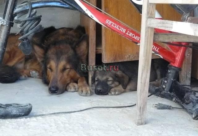 Щенки Новороссийск