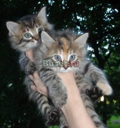 Отдам красивых пушистых котят. Котята Санкт-Петербург
