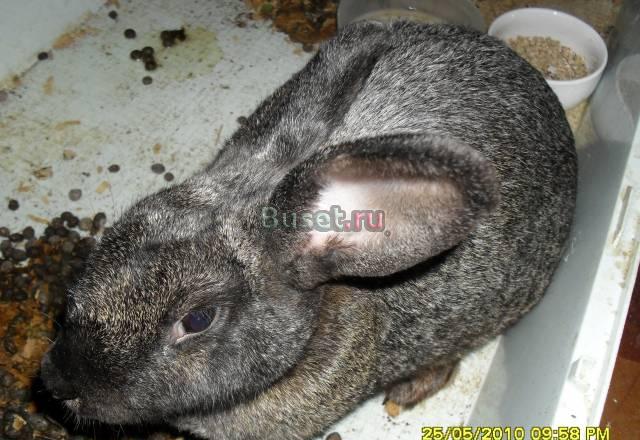 Продам крольчиху декоративную Москва