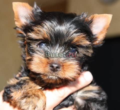 Йоркширский терьер щенки мини и стандарт Москва