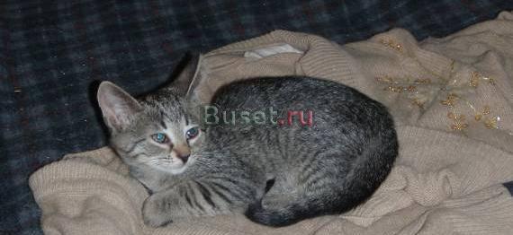 Отдам классического котёнка - девочку Санкт-Петербург