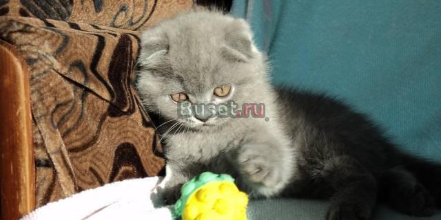 Вислоухие супер плюшевые котята голубого окраса Санкт-Петербург