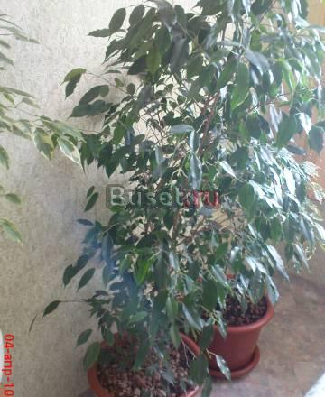 Ficus benjamina Красноярск