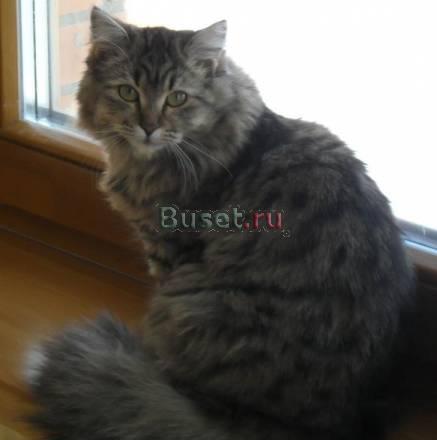 Молодая кошечка Новосибирск