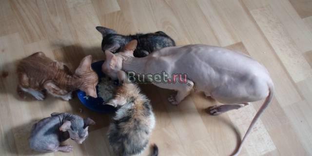 Котята Донского Сфинкса Санкт-Петербург