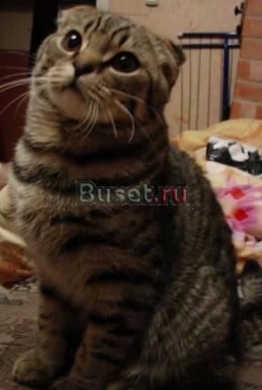 Котенок скотиш фолд Санкт-Петербург