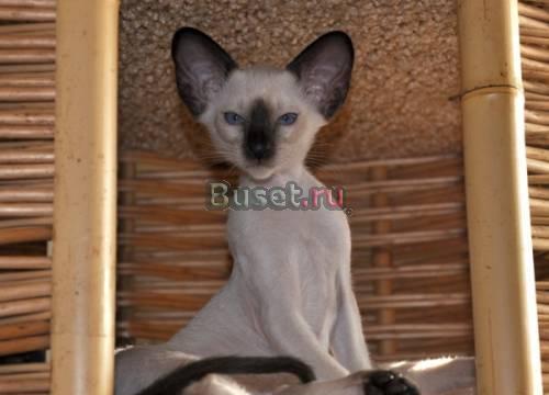 Ориентальный (сиамский) котенок Москва