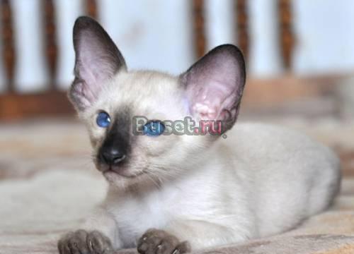 Ориентальный (сиамский) котенок Санкт-Петербург