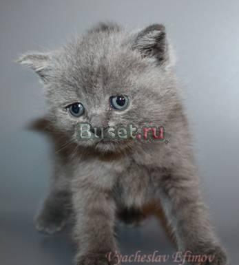 Британские котята Санкт-Петербург