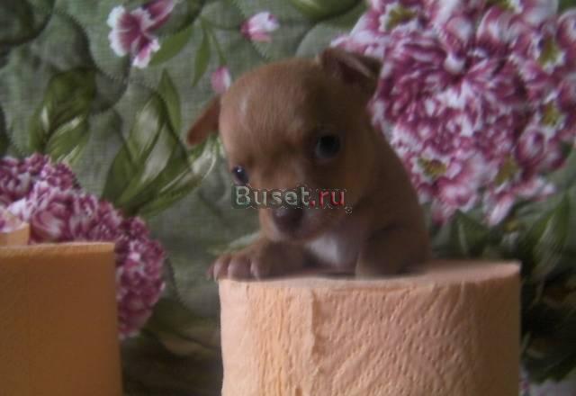 Чихуах Москва