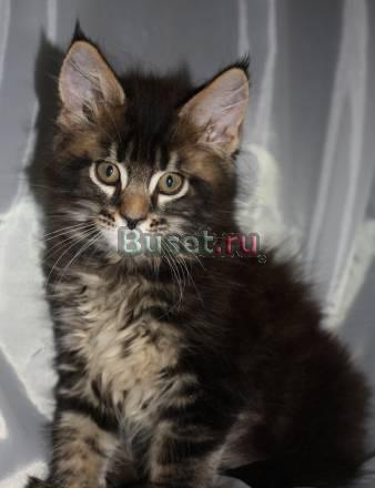 Felix-Котик Москва