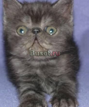Экзотические  котята Москва
