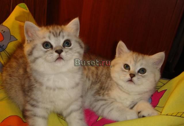 Британские клубные котята - чудо у вас дома Москва