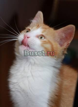 Два котенка ищут маму, папу и теплую кроватку Санкт-Петербург