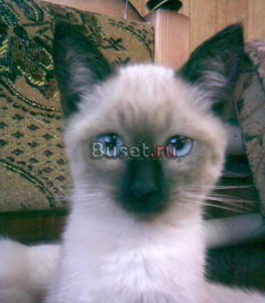 Сиамские котята Самара