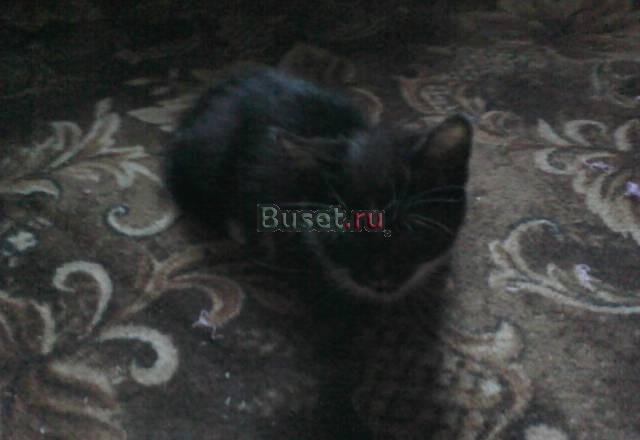 Котята Москва