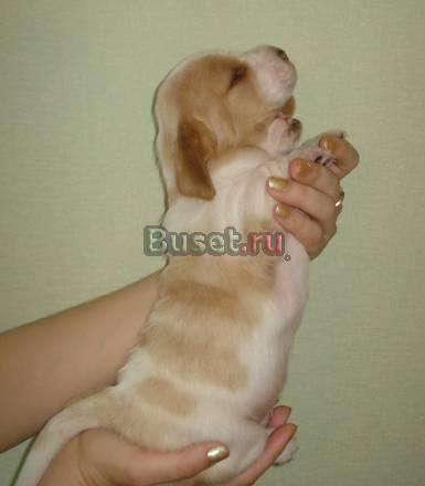 Щенки бассет-хаунда Воронеж