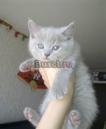 Лиловые киски Москва