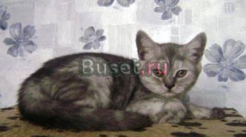 Шотландские котята дымного окраса Москва