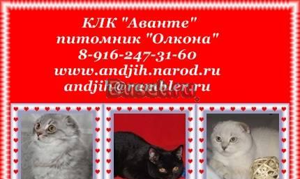Британские, Шотландские фолд и страйт котята Москва