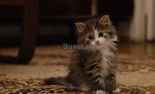 Кошечка 3 месяца Москва