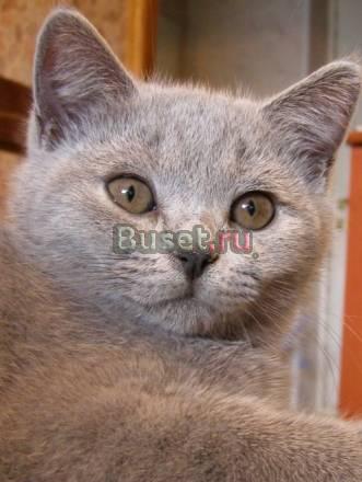 Чудесный британский котенок, девочка, клубная Москва